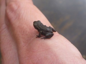 Jeune grenouille